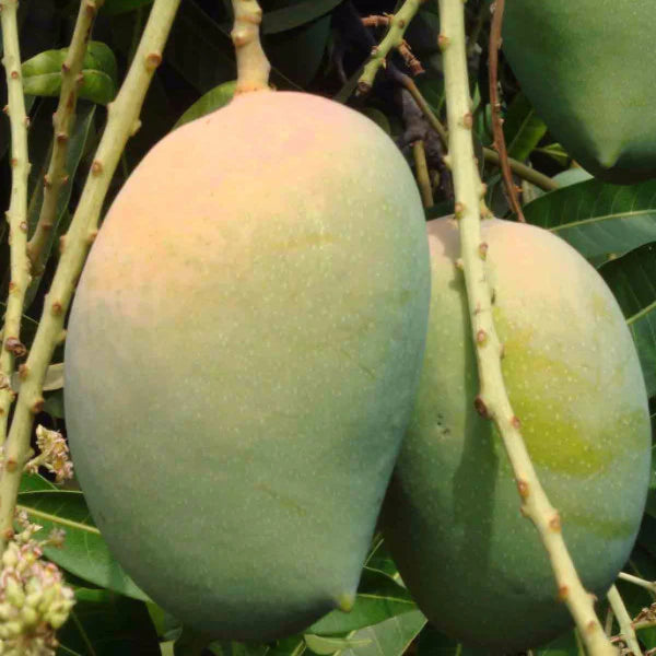 Mango KESAR