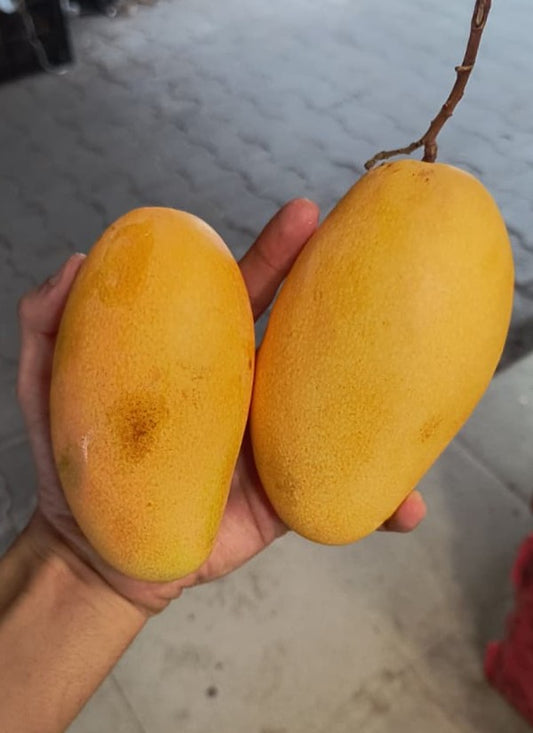 Golden Dusheri 1000g