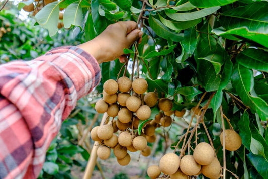 Litchi Longan Exotic 500gm